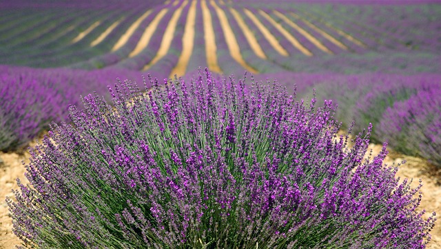 provence photo